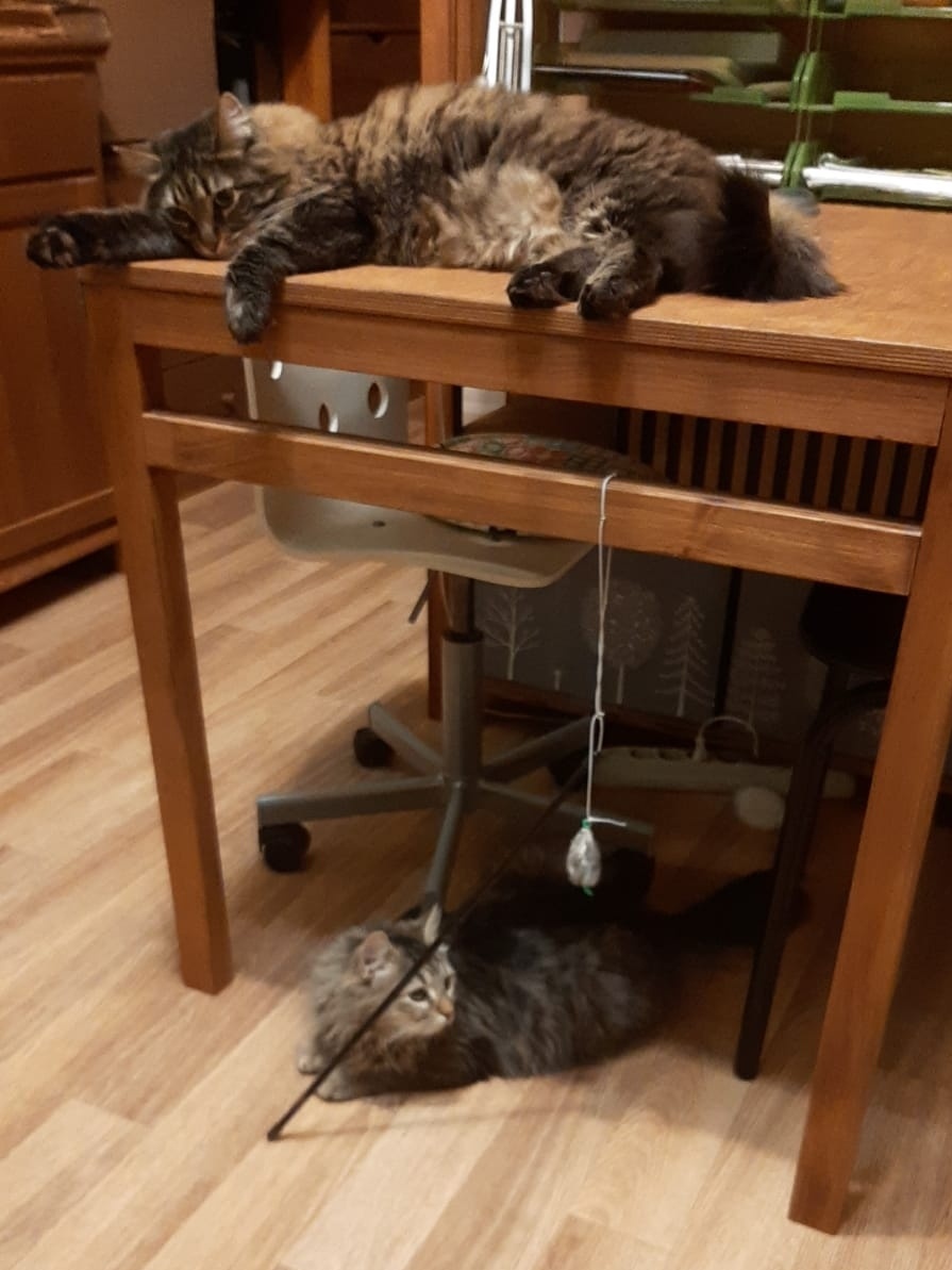 Мама Чуня, подëргай за мышУ!  - Отстань, утомил уже