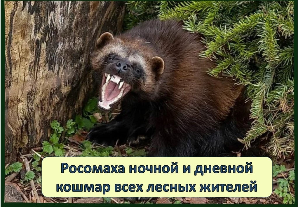 Может ли росомаха напасть на медведя или волка. Росомаха ночной и дневной кошмар всех лесных жителей. Книга животных