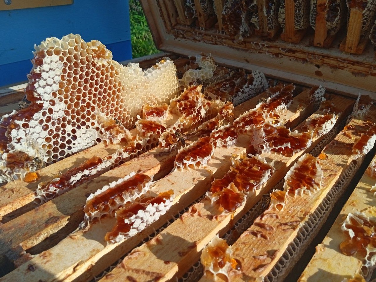 Гречишный мёд