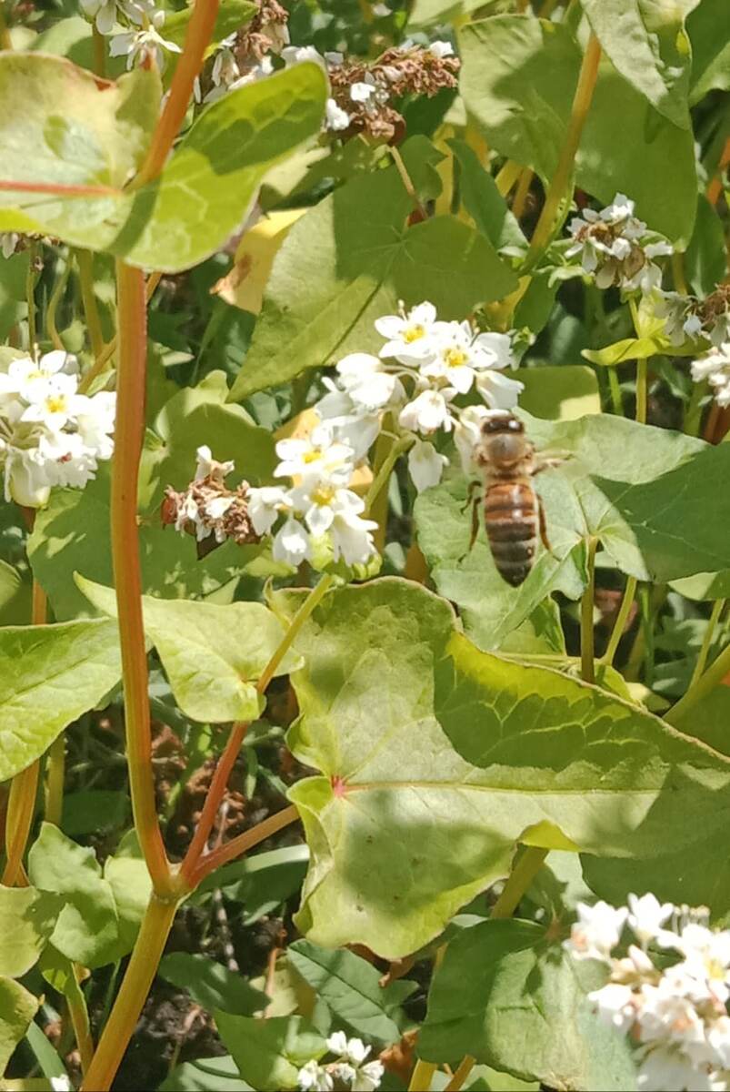 Работа пчелы на гречихе