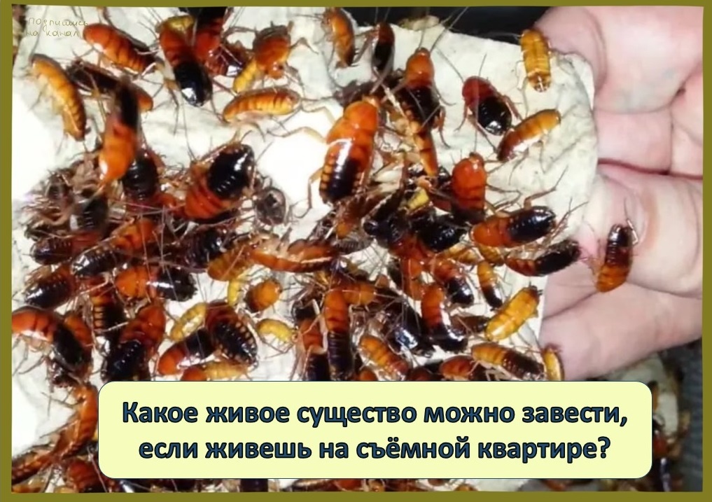 Какое живое существо можно завести, если живешь на съёмной квартире. Книга животных