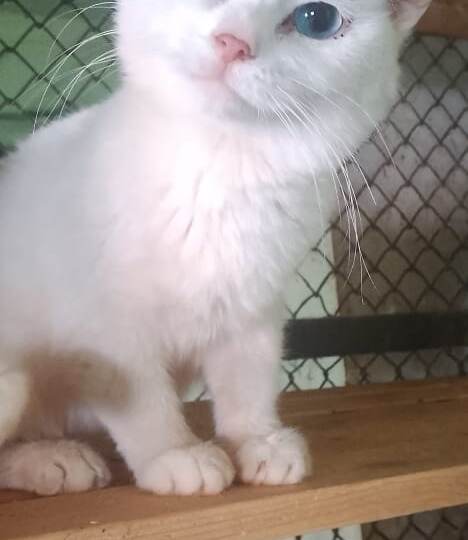 Зима, холода, метель, но жизнь в приюте продолжается, хвостики хотят кушать каждый день! Начинаем день стольника!💯💯💯