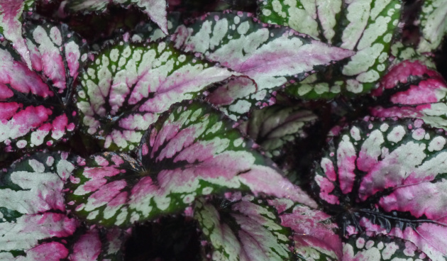    Бегония Кейси Корвин. Фото: John R Martin / Shutterstock / Fotodom