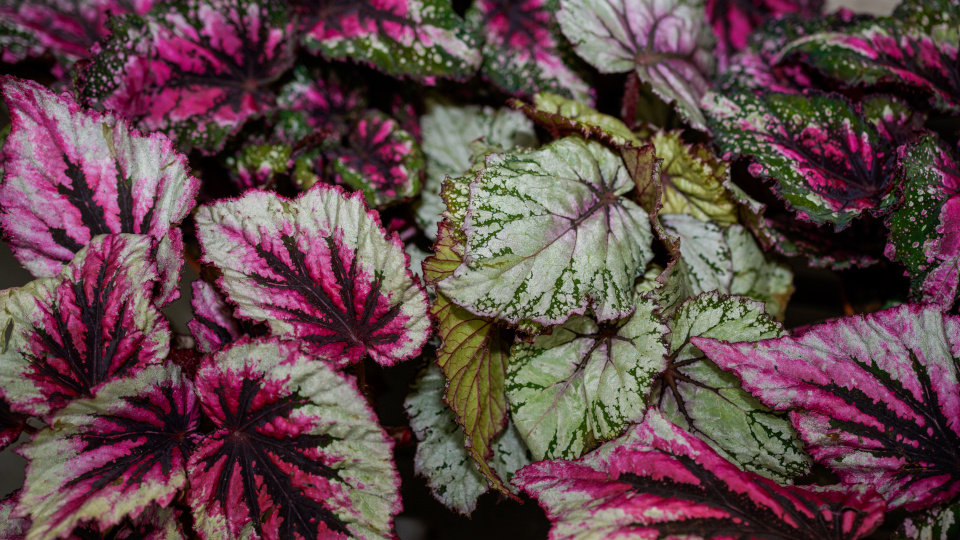 Бегония королевская. Фото: kobitler / Shutterstock / Fotodom
