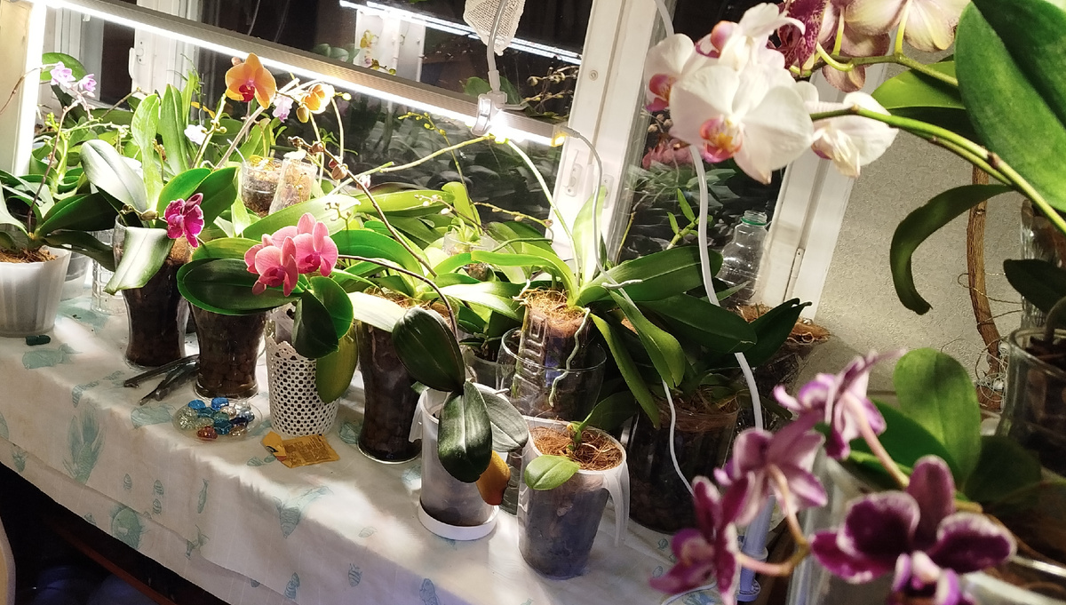 Основная локация коллекции орхидей.