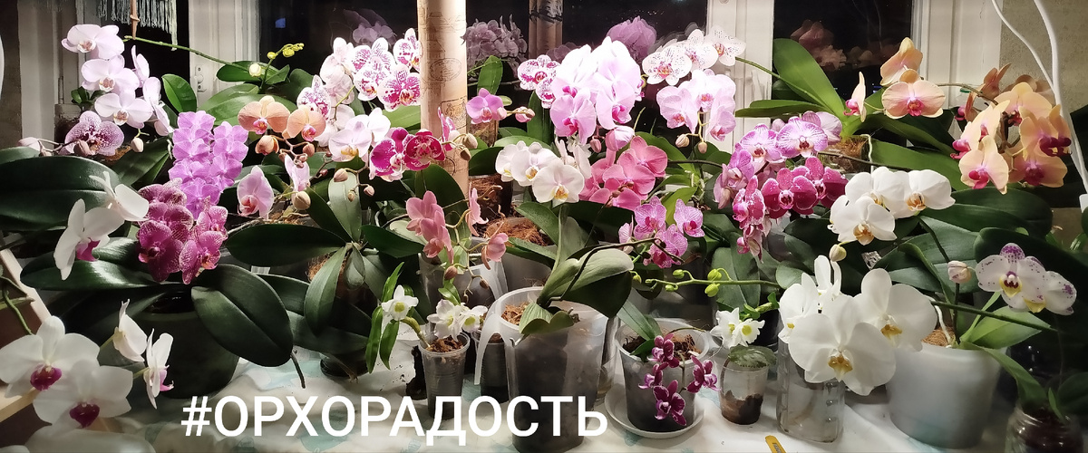 Коллекции фаленопсисов год с небольшим.