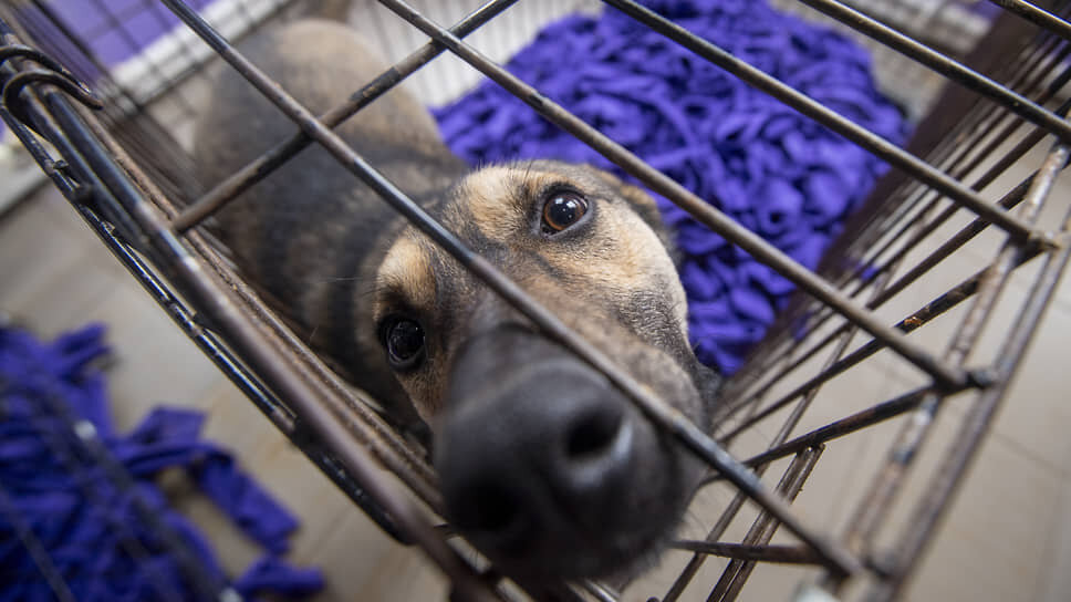 Фото: Артемий Шуматов / Коммерсантъ