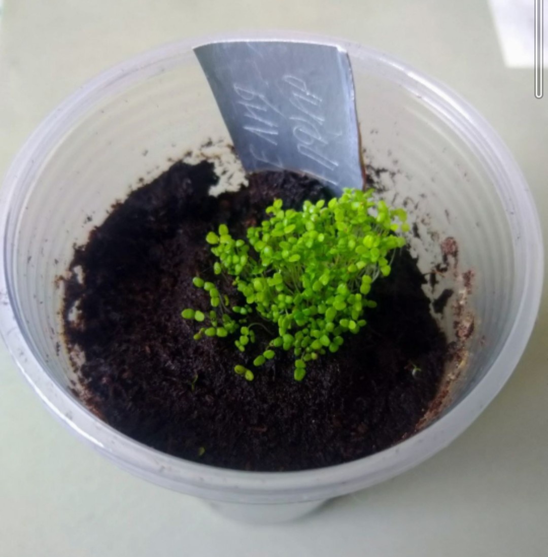 Толпа из лобелии