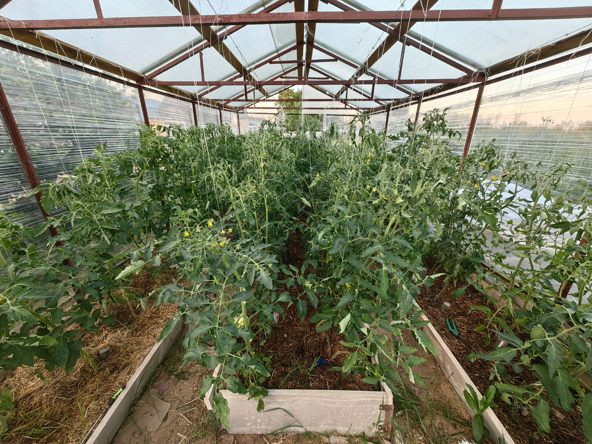 слева северная гряда и левый ряд на центральной гряде это как раз тот, который получает меньше всего света