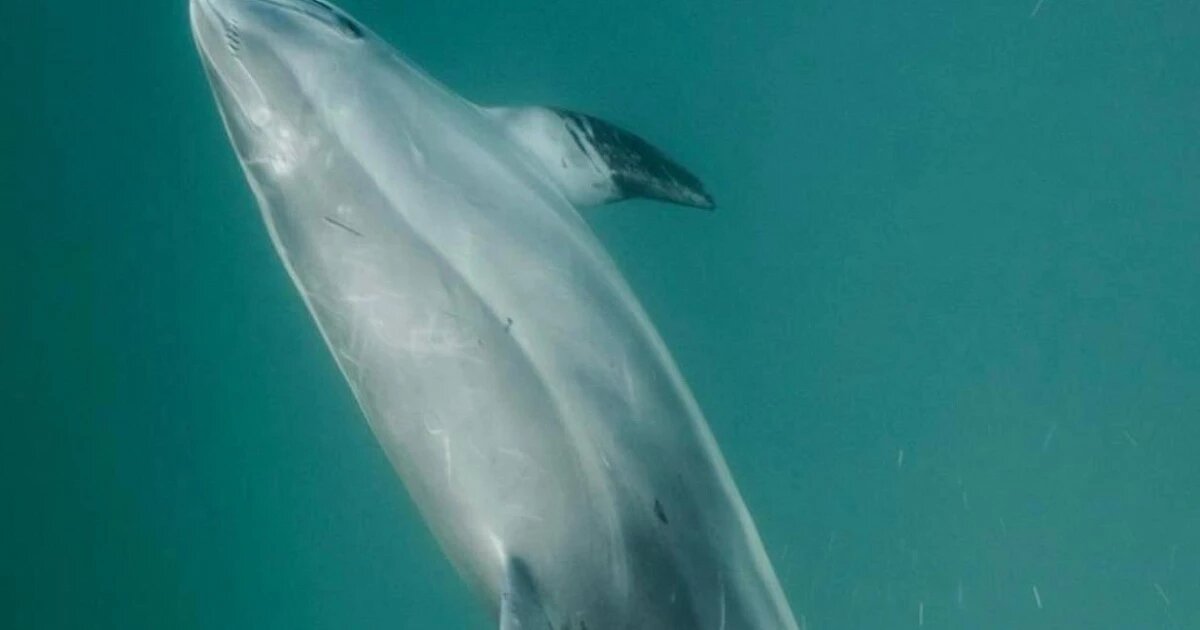 Фото: https://t.me/delfacenter