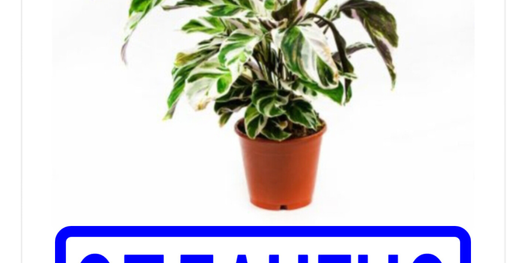 Почему я стала  придерживаться правила «куплю одно растение в месяц»