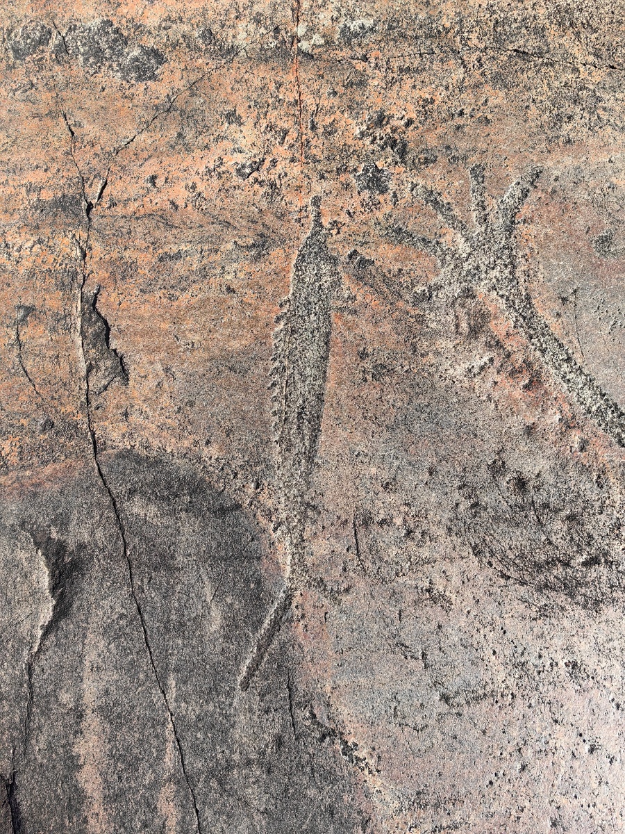 Изображение осётр.