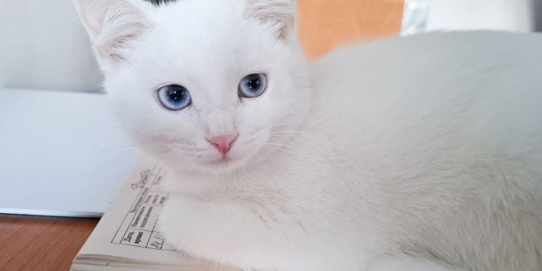 Кошечку выкинули прямо в больнице 🆘️ Срочный поиск дома!