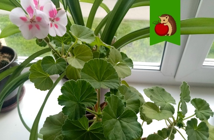 5 главных «нельзя» для герани: из-за чего она будет отказываться цвести, листья будут желтеть, декоративный вид пропадет