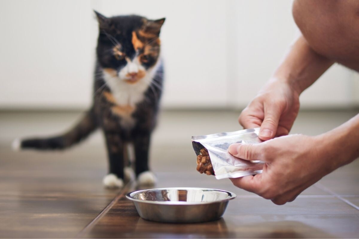 Кормление кошки 