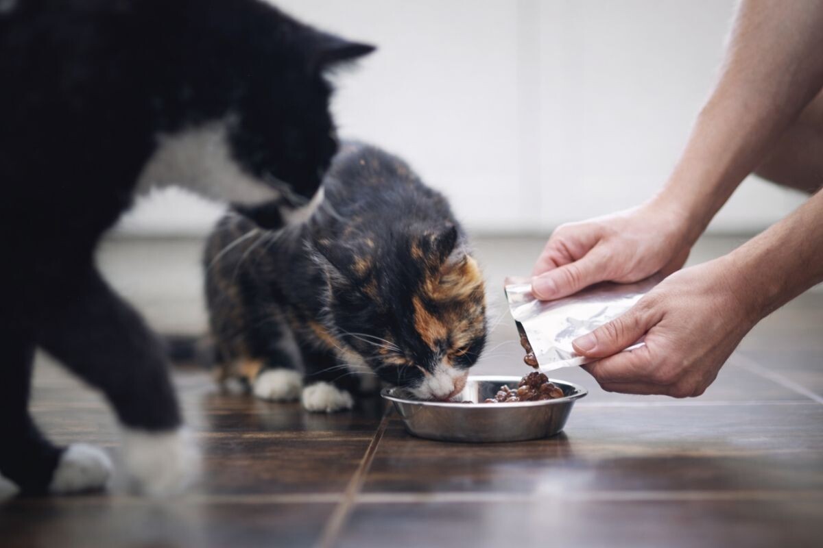 Кошки едят корм 