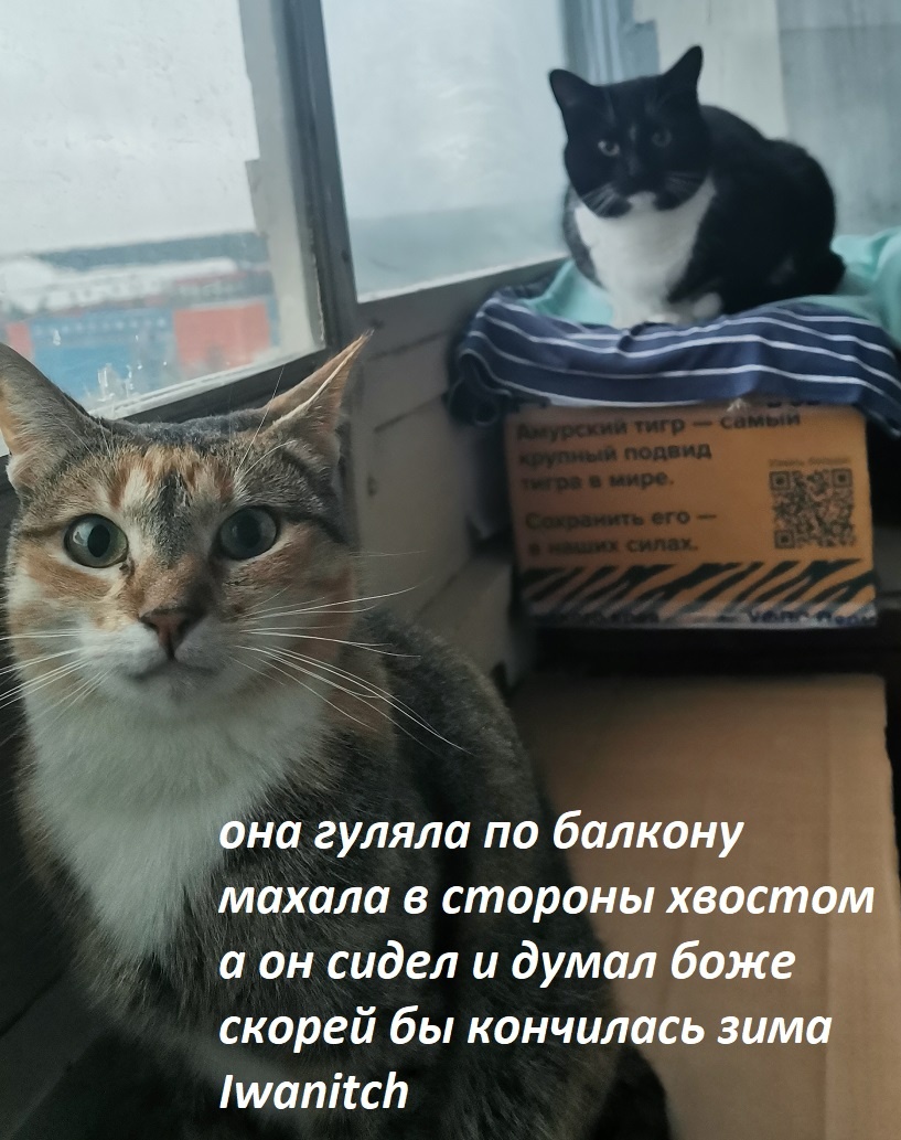 Первый вариант. Ким и Малинка на балконе караулят голубей, а Барсик как настоящий ленивый котяра дома спит.