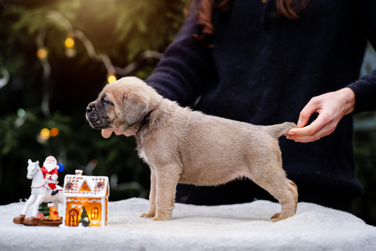 Щенок кане корсо 35 дней