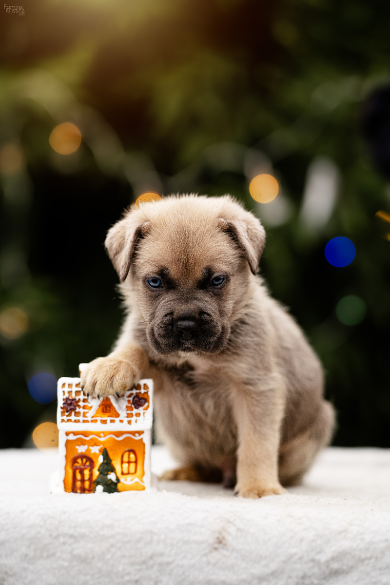 Щенок кане корсо