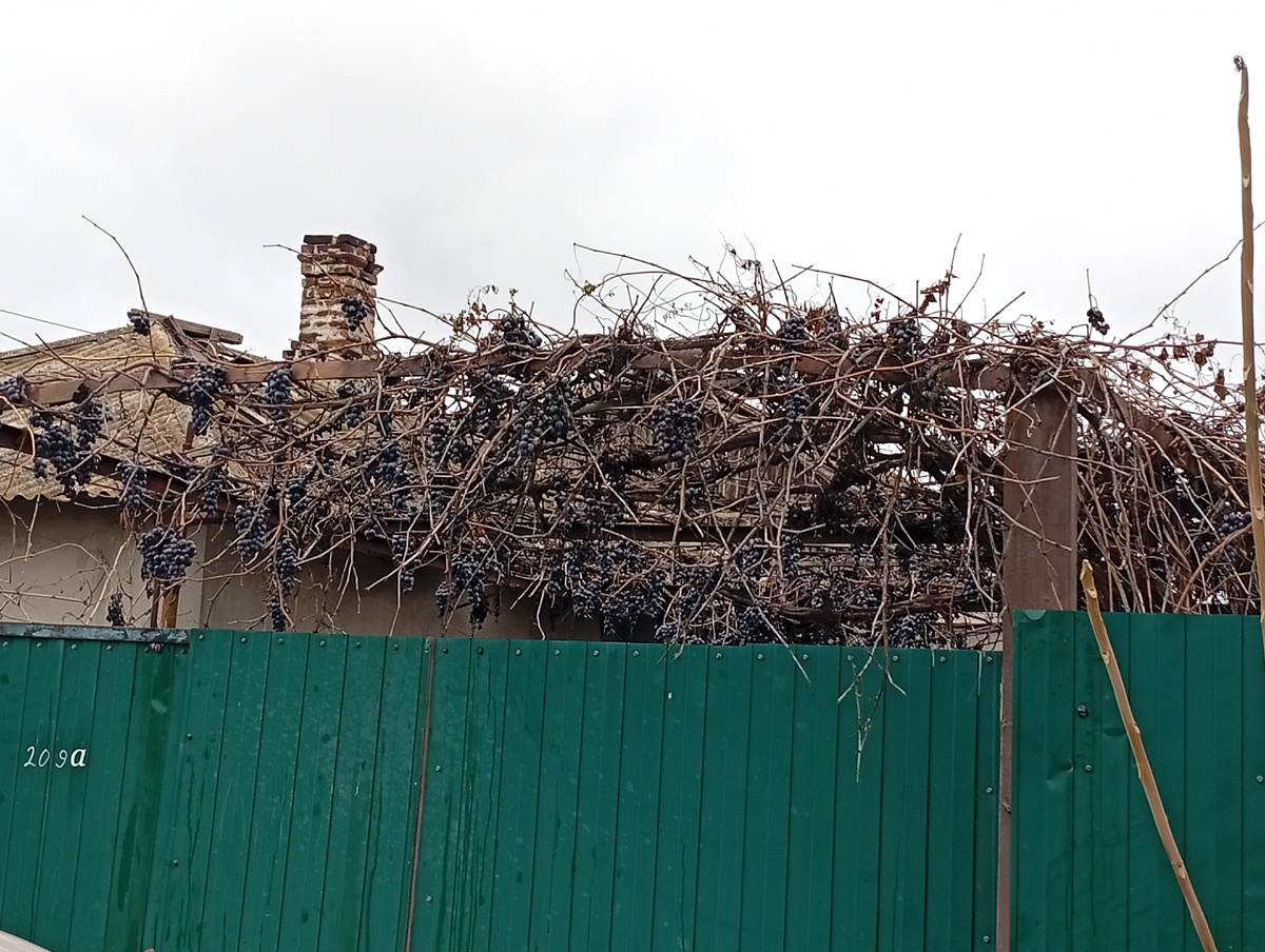 Забытый виноград