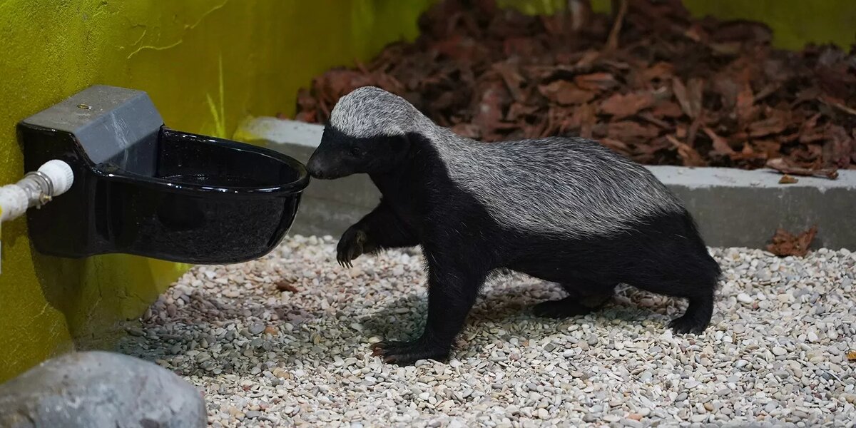 Внешне медоеды похожи на барсуков, их шерсть черно-белая, с четким разграничением. Узнаем некоторые факты этих бесстрашных животных семейства куньих.