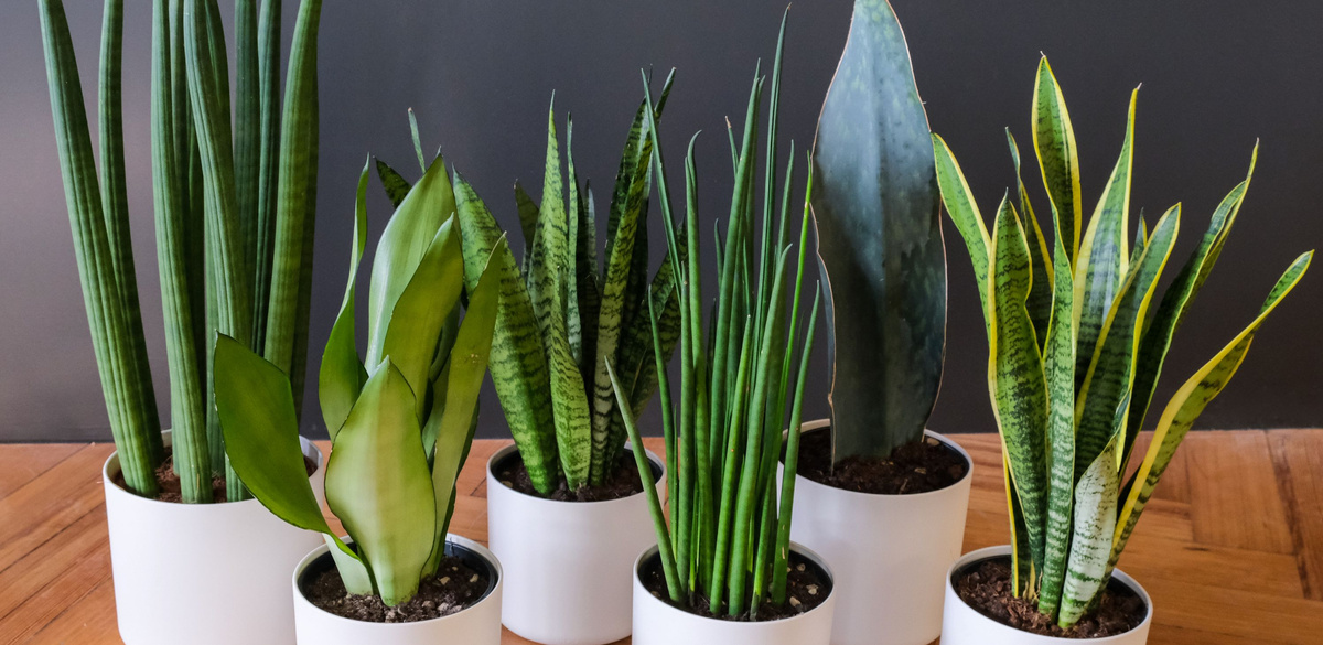 Sansevieria
