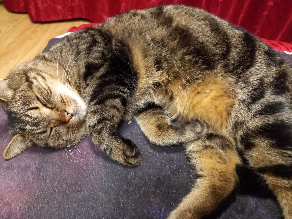 Умирающий от голода))