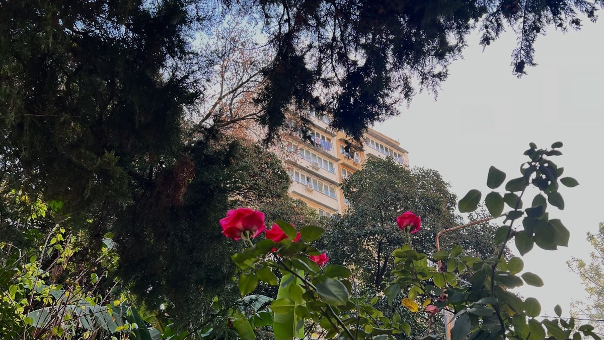    Анна Сальникова