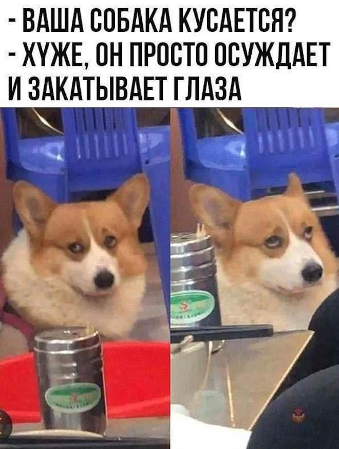 Обоняние собаки в 40 раз лучше нашего
Это делает их блестящими сотрудниками полиции и МЧС! 