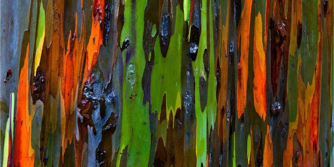 Радужный эвкалипт ✨Eucalyptus deglupta✨