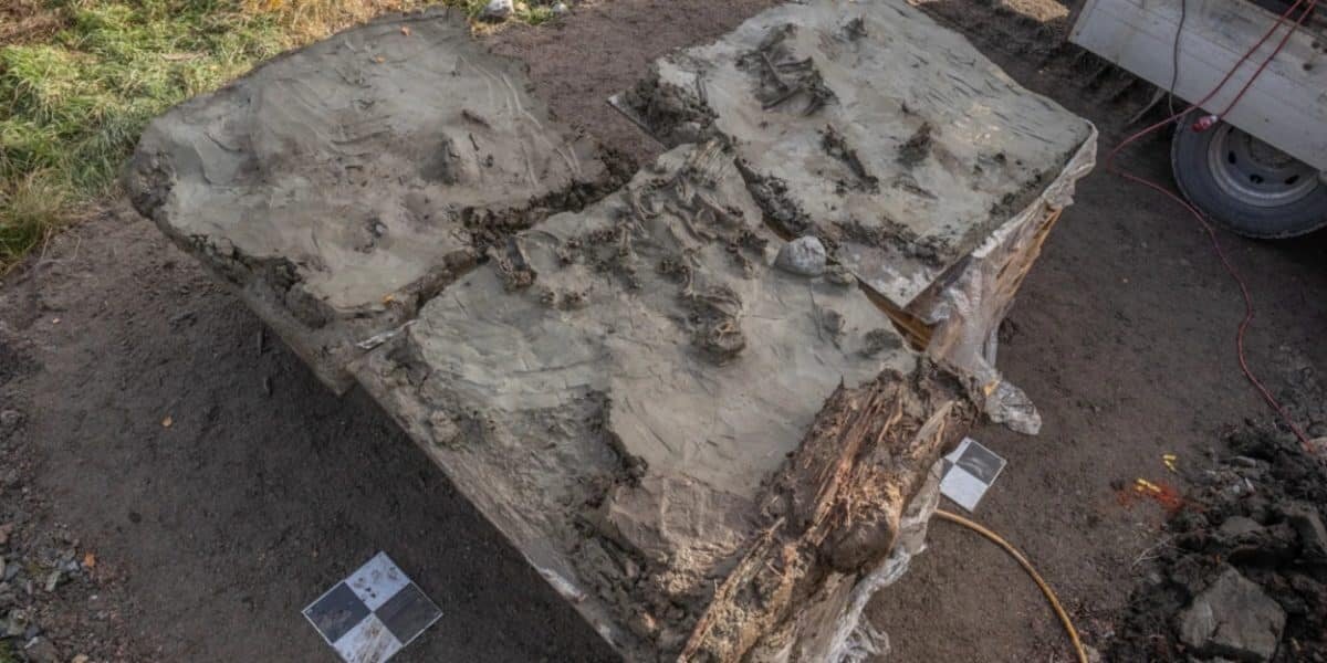    Останки собаки, обнаруженные в Легшемоссене / © Ostlänken Archaeology Project