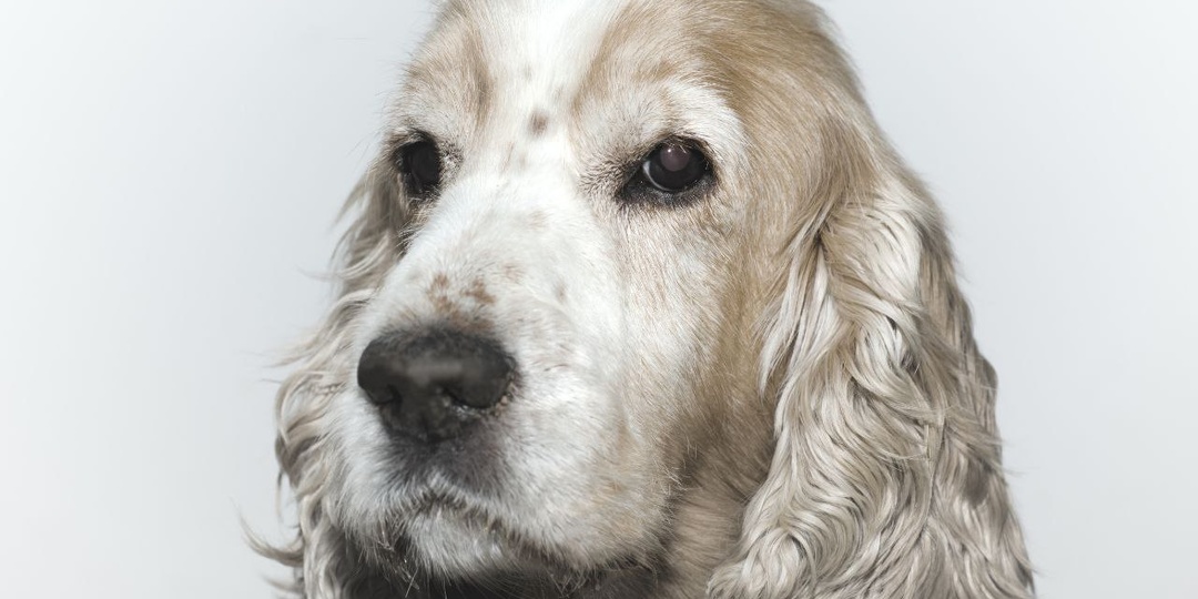 БОЛЕЗНЬ АДДИСОНА (ГИПОАДРЕНОКОРТИЦИЗМ) У СОБАК