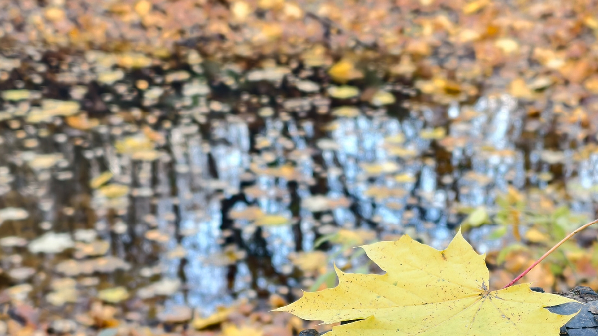 Осенний пейзаж 