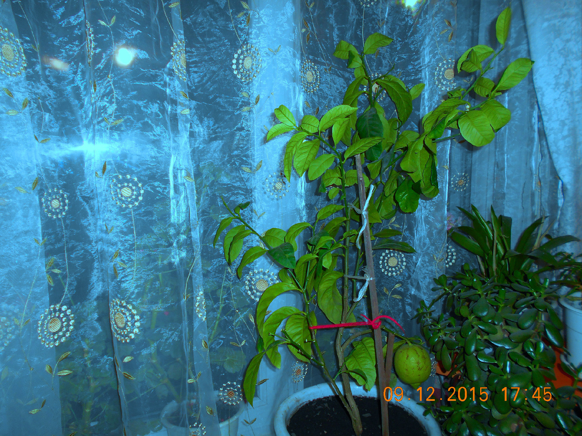 Лимон фото автора.