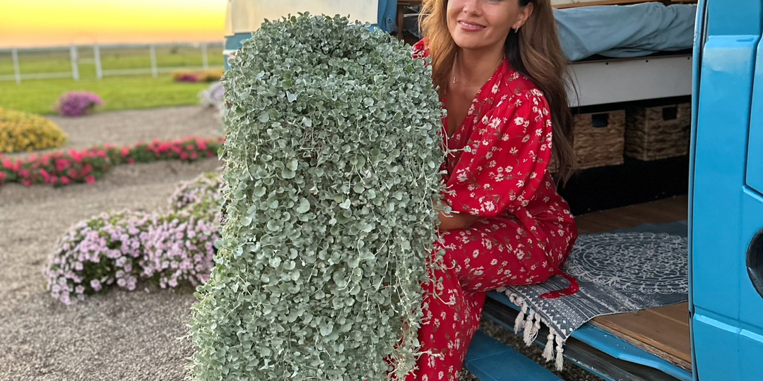 Сеем Дихондру