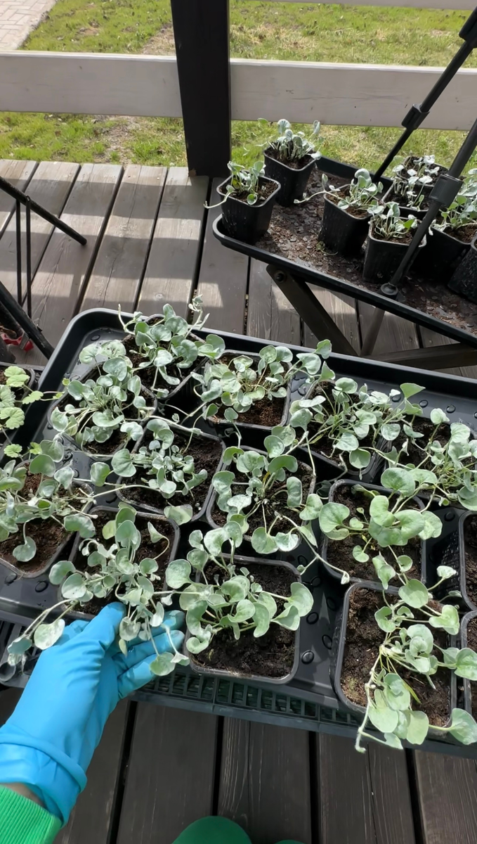 Из маленьких ячеек пересаживаю в горшки 500мл, затем 3шт на обьем 5л 