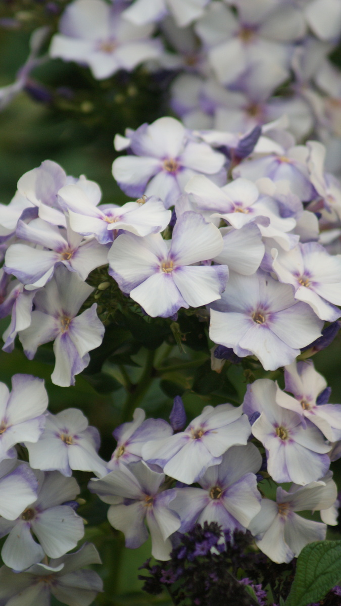 "Облако" моё фото
