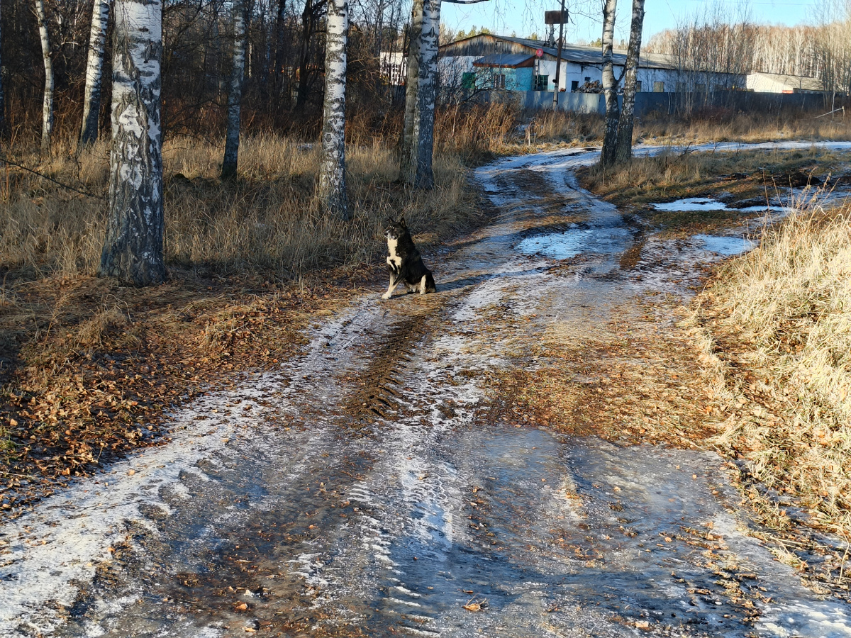 Этот пёс один из стаи 