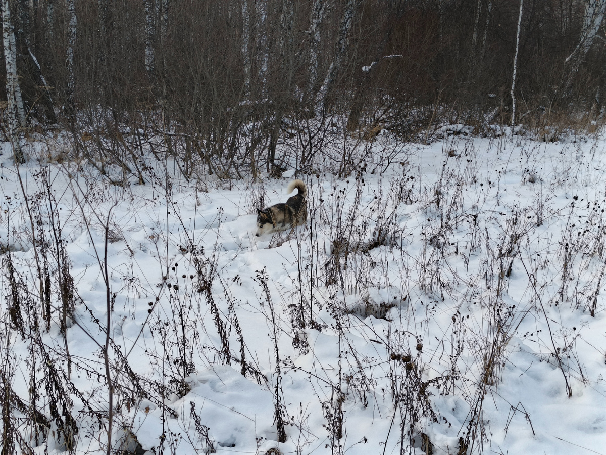 Это моя Умка