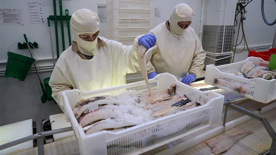 Россия нарастила экспорт рыбы в Европу и Японию