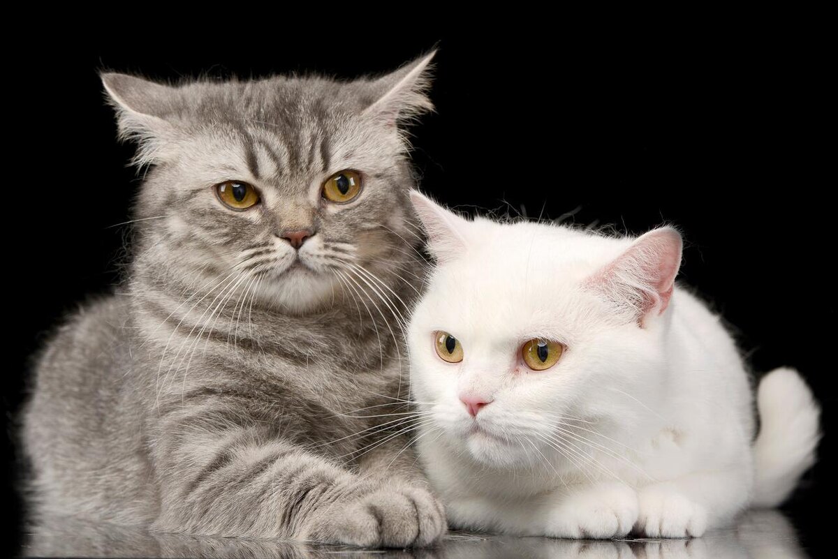    Чтобы не навредить вашей кошке, соблюдайте простые правила 123RF/legion-media.ru