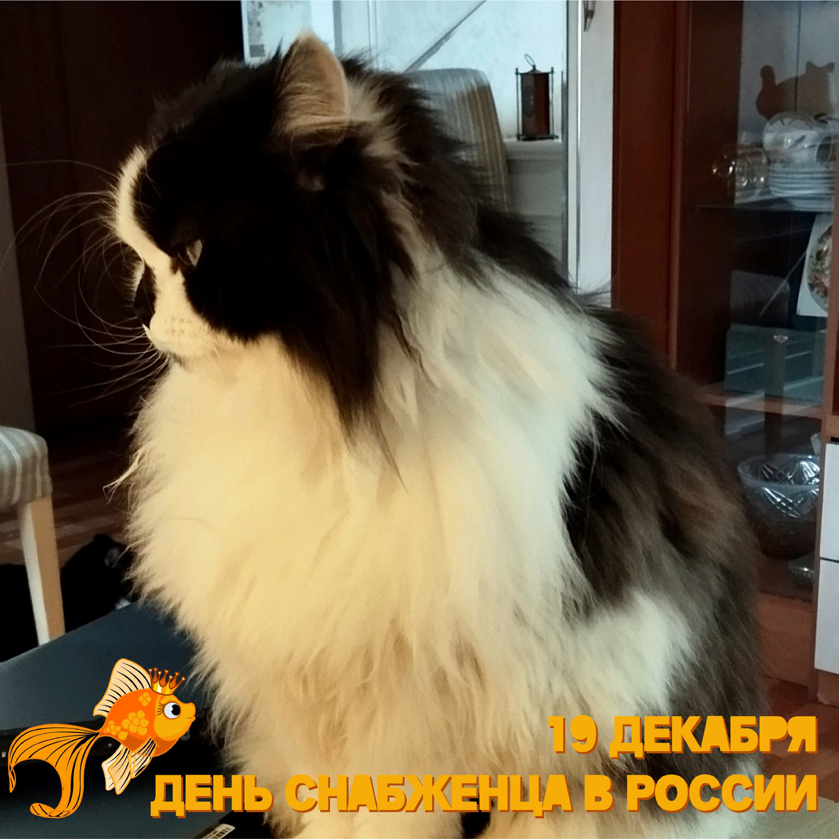 🐾 Комментарий Котейки По Имени Роршах: