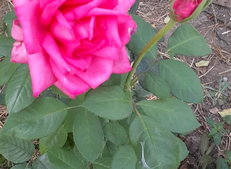 Жена мёртвого родила, а её сестра от него же двойню через месяц. Он решил по справедливости.