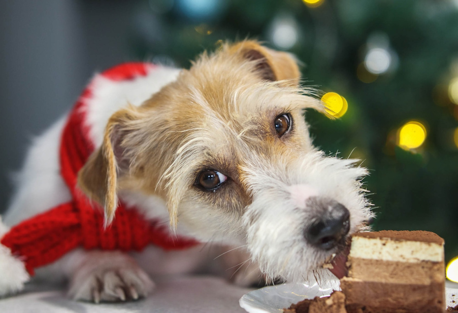    Shutterstock/FOTODOM