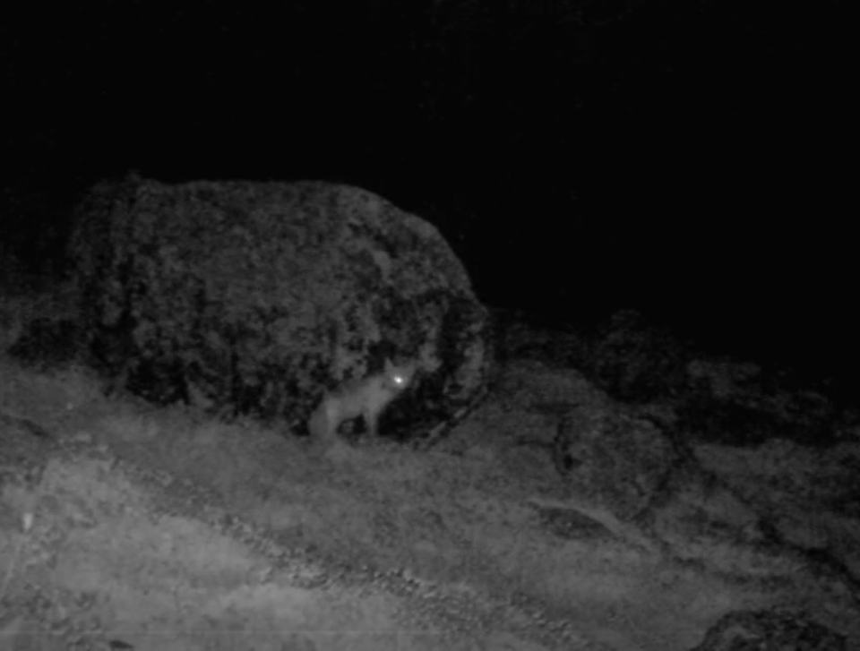    Одноглазая лиса в Сайлюгемском нацпарке. Источник: t.me/sailugem