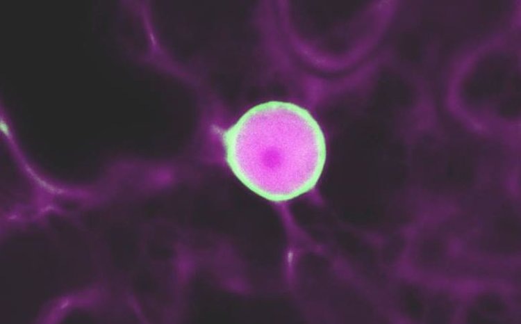    Фото: Simon Alamos/Berkeley Lab