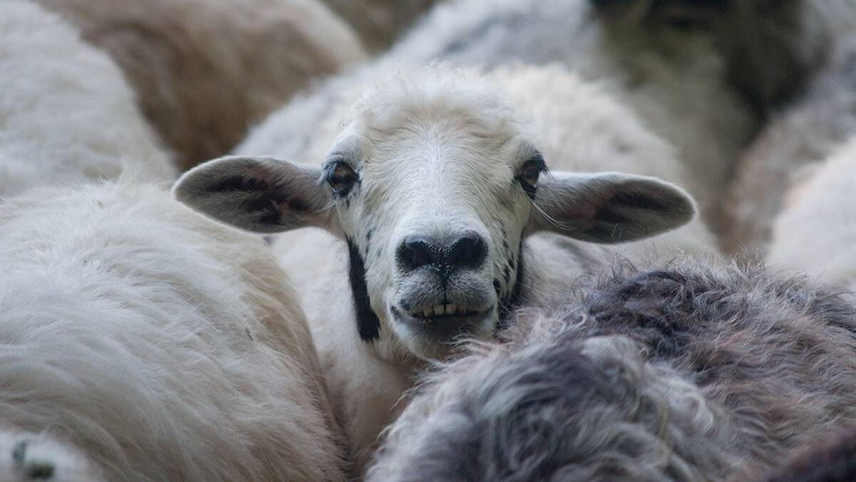    Фото: Shutterstock