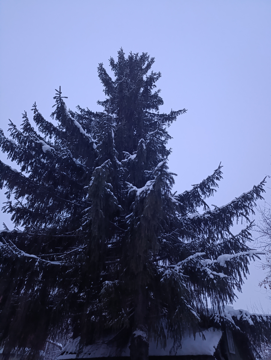 Соседская красавица