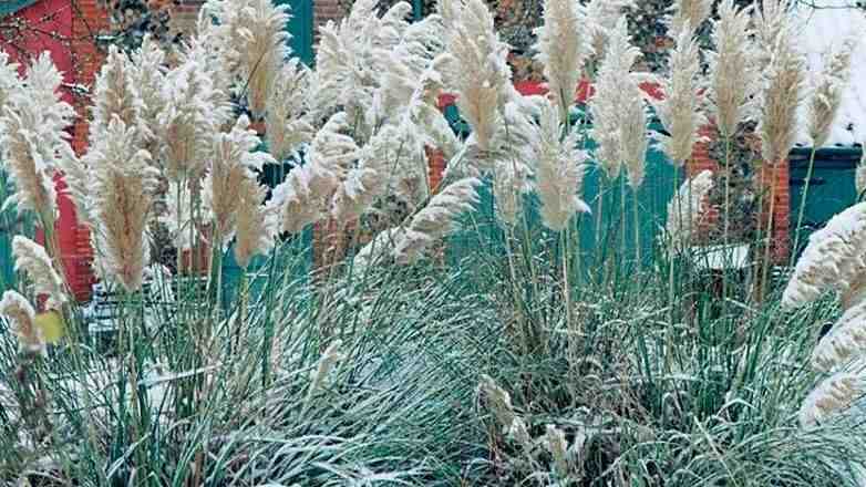 Кортадерия зимой