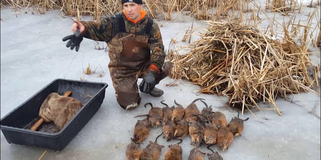 Ондатра. Как американский зверёк нам помогал